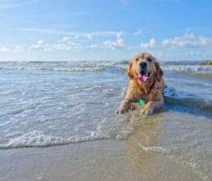 Dog ready for an RV trip near Aransas Pass, Texas
